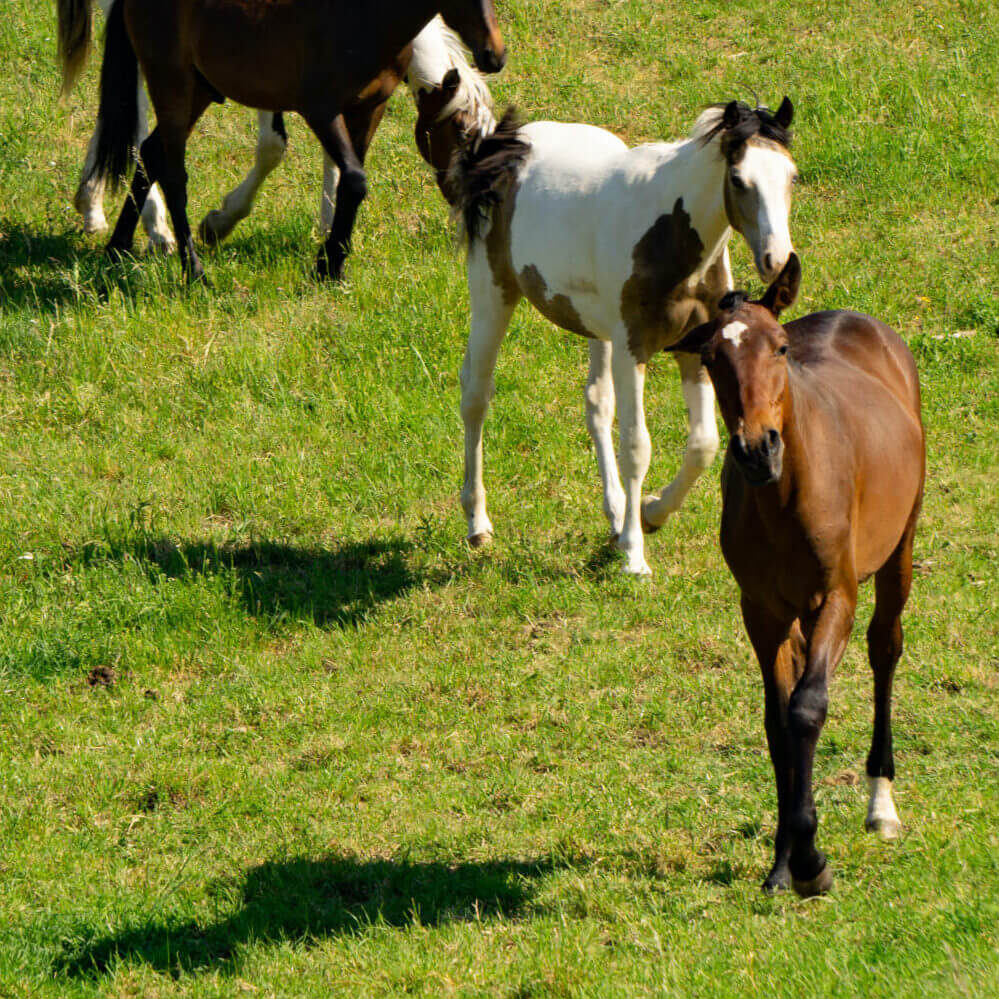 Offroad Ponys Banner 1m